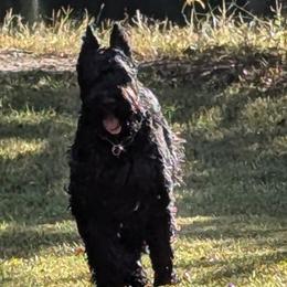 Giant Schnauzers from Tseekhah (Complete Darkness) Kennel