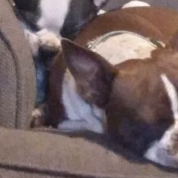Boston Terriers from Meme's Bosties