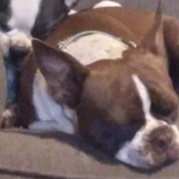 Boston Terriers from Meme's Bosties