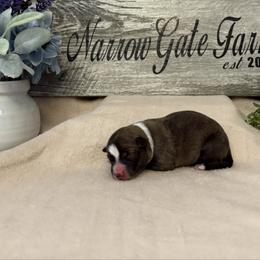 Girl 2 - Brindle female Border Collie puppy in Moody, Texas from Narrow Gate Farm