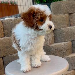 Bikini - Blenheim female Cavapoo puppy in Utah County, Utah from Cascade Springs Doodles