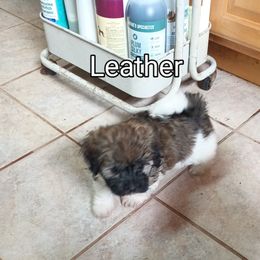 Boy 1 - Red sable male Havanese puppy in Cumberland, Maryland from Kimbriel