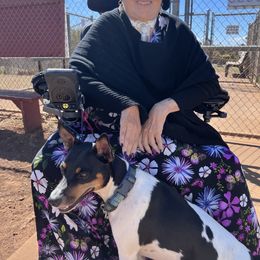 Rat Terrier Puppies from Haiku Rat Terriers