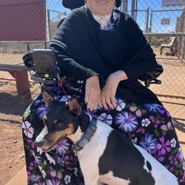Rat Terrier Puppies from Haiku Rat Terriers