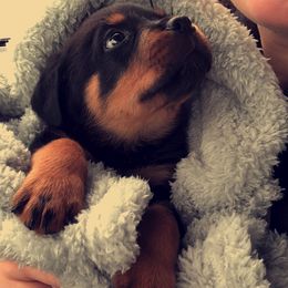 Rottweiler Puppies from Lakeside NY Rottweiler's