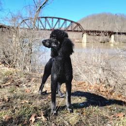 Enderman - Poodle