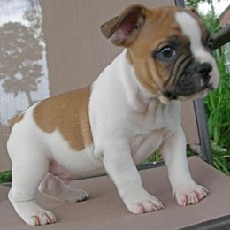 French Bulldogs from Hamilton Frenchies