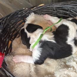 Cupid - Black and white female Bernedoodle puppy in New Market, Virginia from Frosty & Ginger Co Home of Doodles