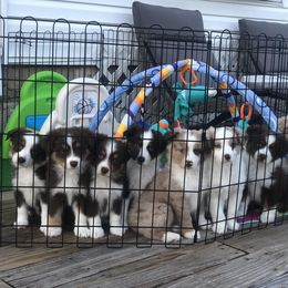 Miniature American Shepherd Puppies from All That Auss Mini Aussies