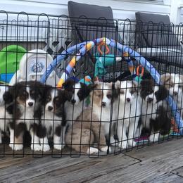 Miniature American Shepherd Puppies from All That Auss Mini Aussies