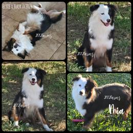 3 Mia - Black tri-color female Australian Shepherd puppy in Huntington, Texas from JKKJ Farms
