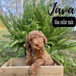 Java - Red  male Goldendoodle puppy in Taylorsville, North Carolina from Doggone Dixie Doodles