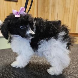 Kiwi - Poodle