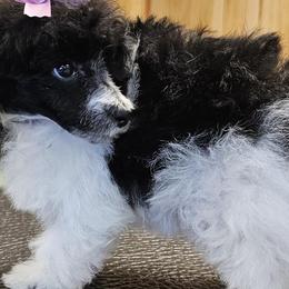 Kiwi - Poodle