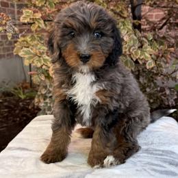Dahlia - Tri-color female Bernedoodle puppy in Las Vegas, Nevada from Perfect Bernedoodles