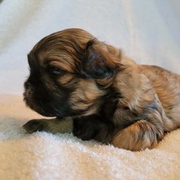 Shih Tzu Puppies from Juniverse Farm