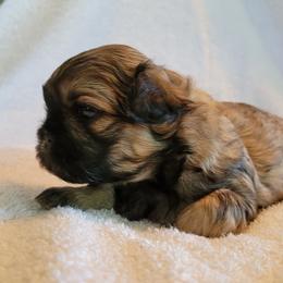 Shih Tzu Puppies from Juniverse Farm