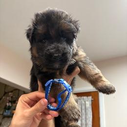 AKC Blue Boy - Black and red male German Shepherd puppy in Bakersfield, California from Aguirre Farm