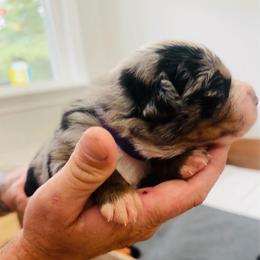 Dolly - Blue merle female Australian Shepherd puppy in Mckenzie, Tennessee from Whispering Iris Aussies