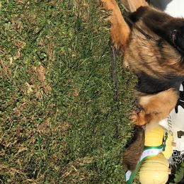 German Shepherds from Emeraldoaks German Shepherds