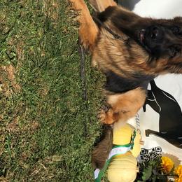 German Shepherds from Emeraldoaks German Shepherds