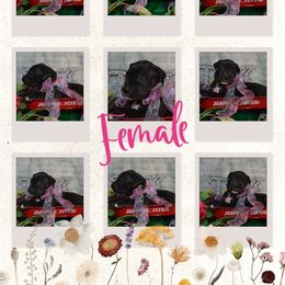 Eleanor - Great Dane puppy from Timpanogos Kennels