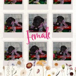 Eleanor - Great Dane puppy from Timpanogos Kennels