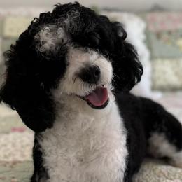 Aussiedoodles, Bernedoodles, and Goldendoodles from Muscadine Meadows Farm