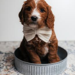 Austen - Red  male Goldendoodle puppy in New Lenox, Illinois from New Doods On The Block