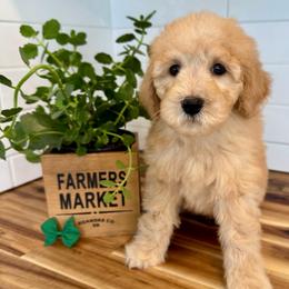 Green - Red  male Goldendoodle puppy in Hesperia, Michigan from Red Acres Poodles & Doodles