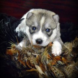 Siberian Husky Puppies from Collusion Siberian’s