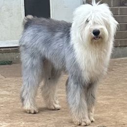 Poodles and Sheepadoodles from Cross Doodles