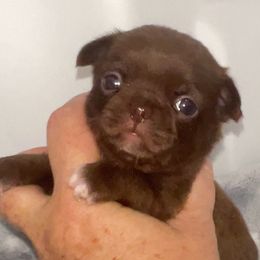 Sweet girl - Chocolate female Chihuahua puppy in Orlando, Florida from iLuvChihuahuas