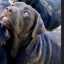 Pudge - Labrador Retriever