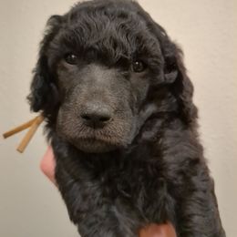 Cypress (girl) - yellow collar - Blue female Poodle puppy in Tullahoma, Tennessee from Peaceful Valley Poodles