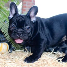 Sky - Black male French Bulldog puppy in Ben Lomond, Arkansas from Miesha Carver's Bulldogs