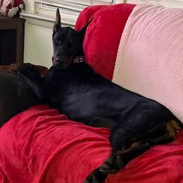 Doberman Pinscher and Dogue de Bordeaux All Grown Up from River Blu Bordeaux's