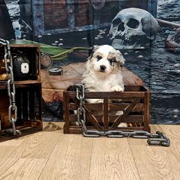 YoHo - Blue merle female Australian Shepherd puppy in Wheatland, Wyoming from Jorvik Australian Shepherds