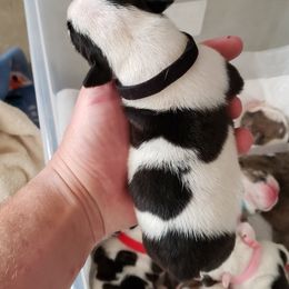 English Bulldog Puppies from Ruza's Bulldogs