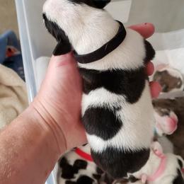 English Bulldog Puppies from Ruza's Bulldogs