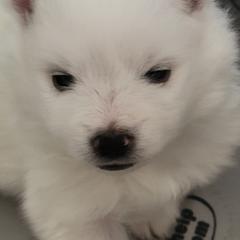 American Eskimo Dog Puppies from Diamond Storm Eskies