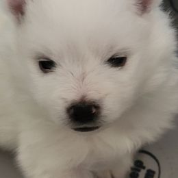 American Eskimo Dog Puppies from Diamond Storm Eskies