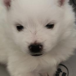 American Eskimo Dog Puppies from Diamond Storm Eskies