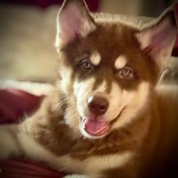 Coop - Brown and white male Siberian Husky puppy in Spring Hill, Florida from Siberian Huskies of Tampa Bay