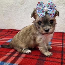 Meadow - Black & tan tri-color female Morkie puppy in Monticello, Iowa from Ashley’s Puppies