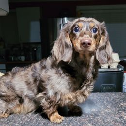 Sage - Dachshund