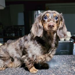 Sage - Dachshund
