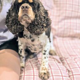 Bonnie - Cockapoo