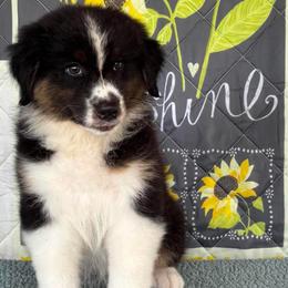 Girl 2 - female Australian Shepherd puppy in San Antonio, Texas from Small Time Ranch
