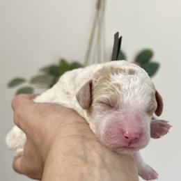 Birch - Parti male Goldendoodle puppy in S AI Nt John, Indiana from Lulu's Goldendoodles